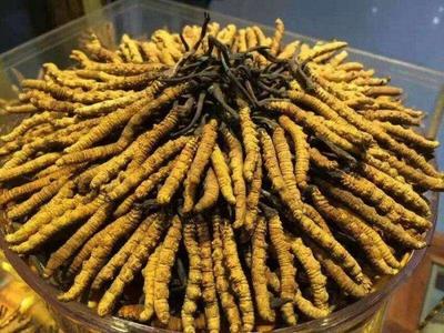 中山市收购冬虫夏草-礼盒包散装产品按克以质论价